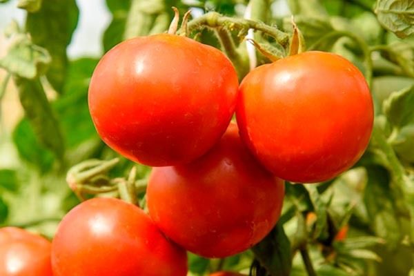 Томаты Звезда: идеальное решение для вашего огорода