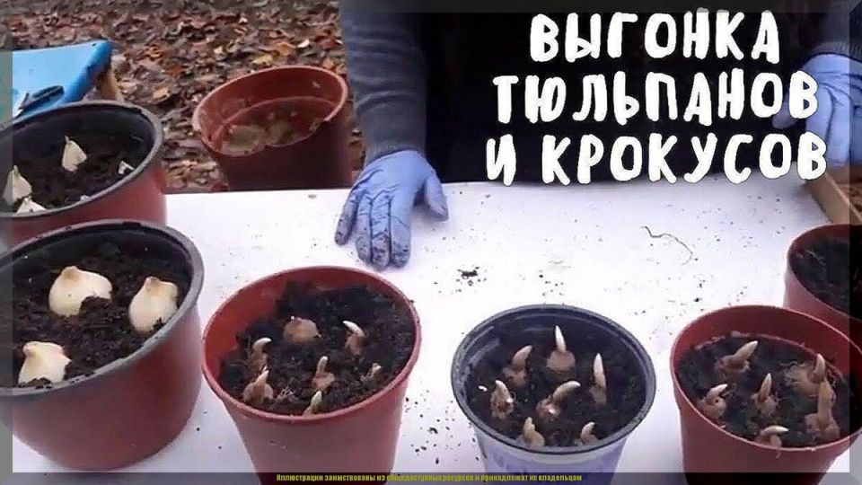 Выгонка луковичных цветов: секреты успешного цветения к праздникам