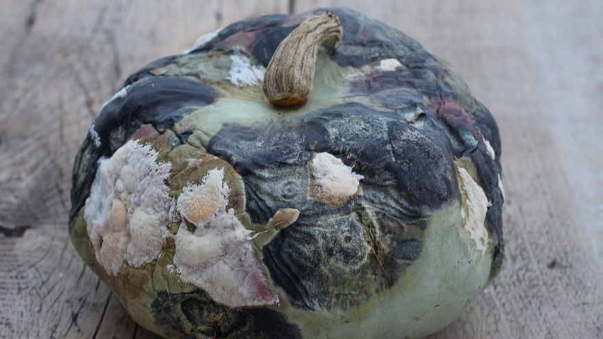 Как сохранить чеснок на зиму: секреты долгого хранения в масле