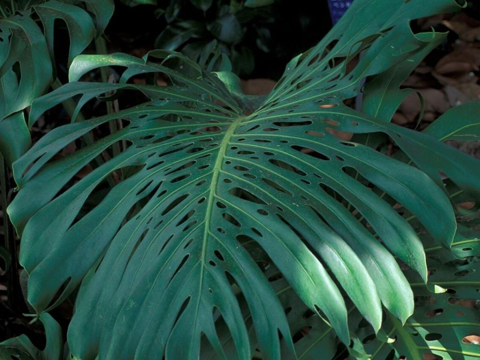 Как регулярная подкормка монстеры преображает ваше растение всего за месяц