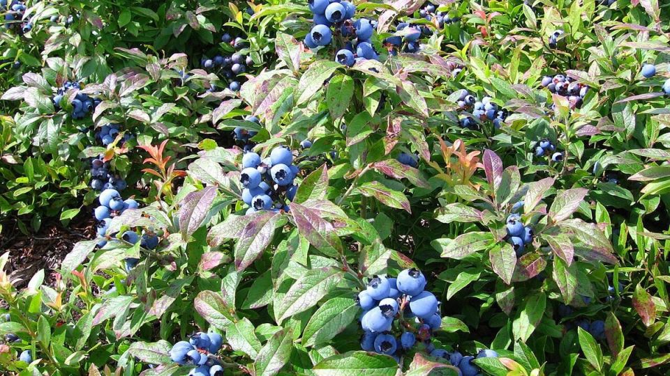 Как успешно размножить голубику: секреты и советы для садоводов