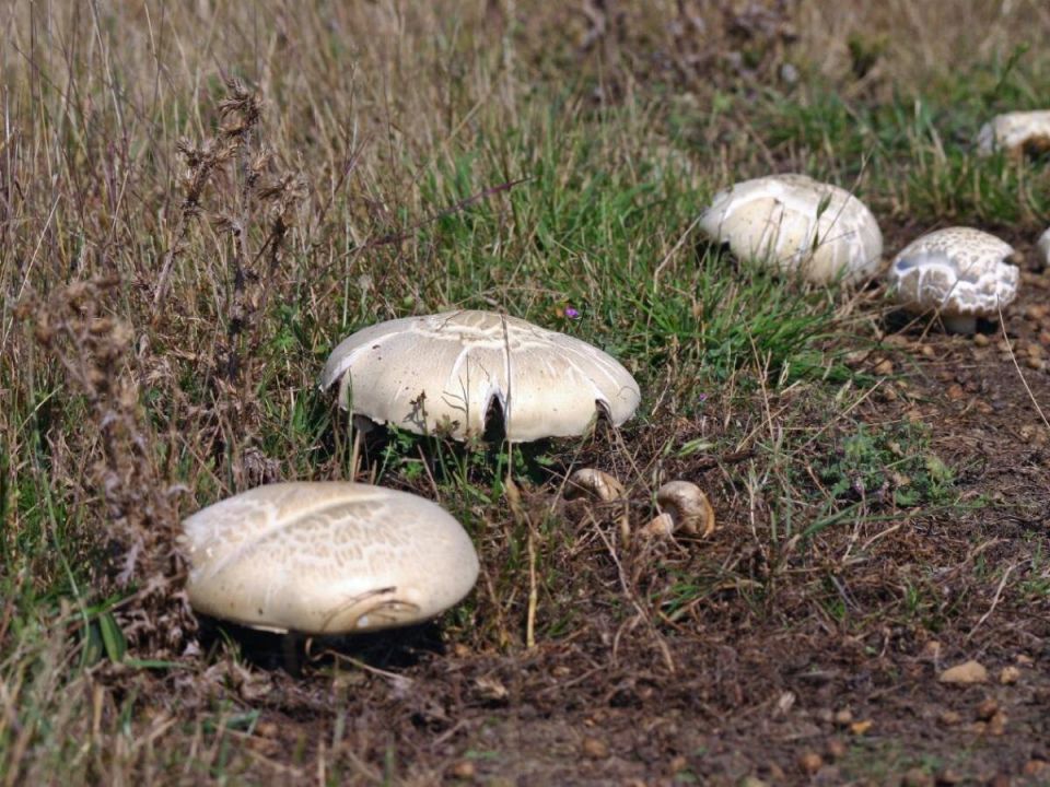 Тайны успешного выращивания шампиньонов: ключ к уникальному урожаю