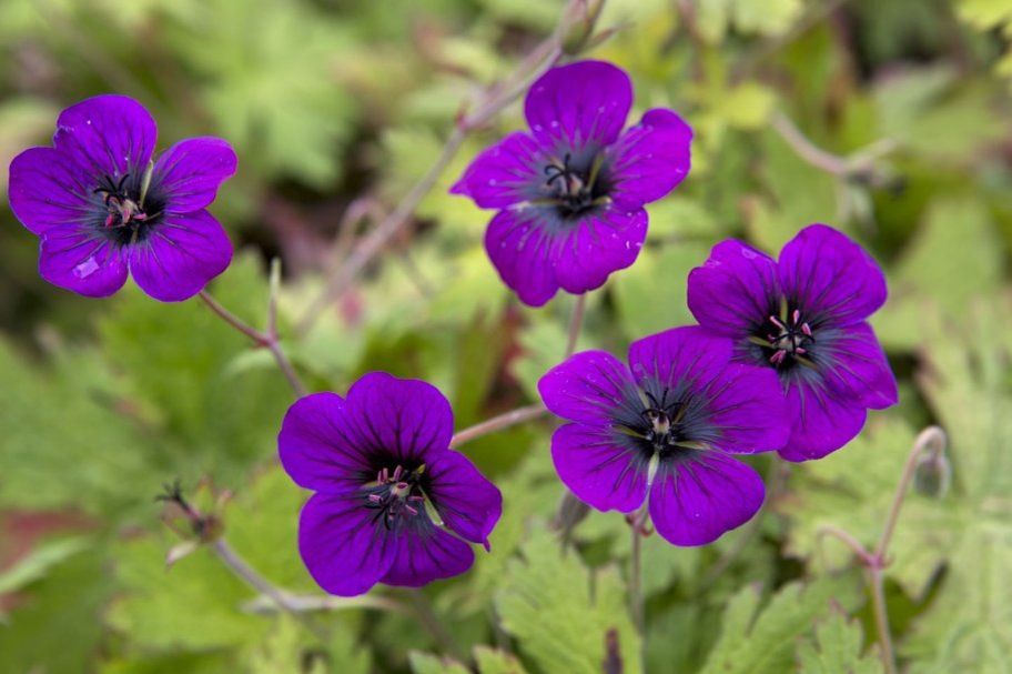 Герань: незаменимый союзник для вашего сада