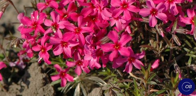 Флоксы весны: как создать цветущий ковёр в своём саду