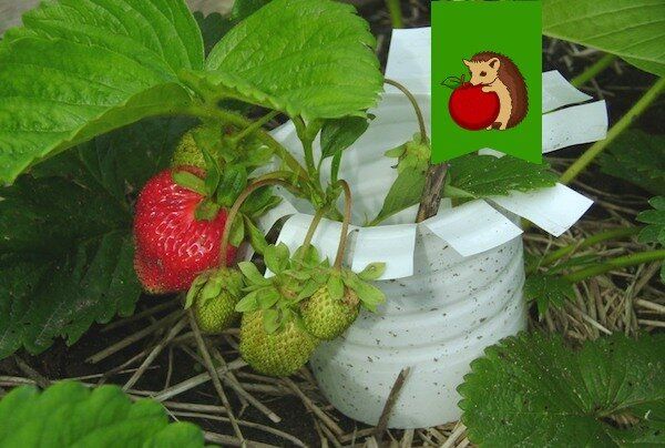 Как создать простые подпорки для клубники: 5 креативных решений