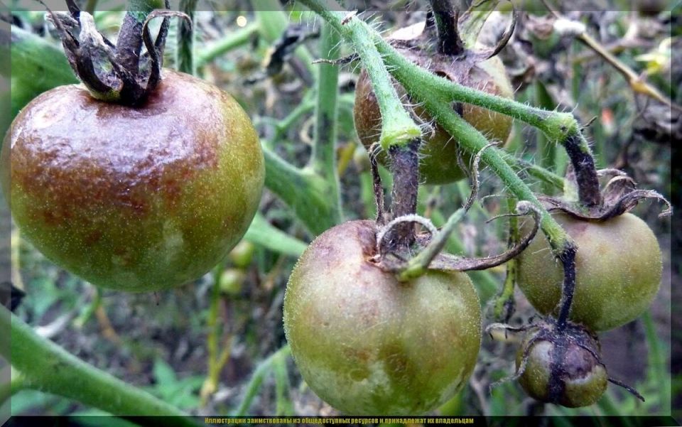 Проблема фитофторы: что нужно знать дачникам