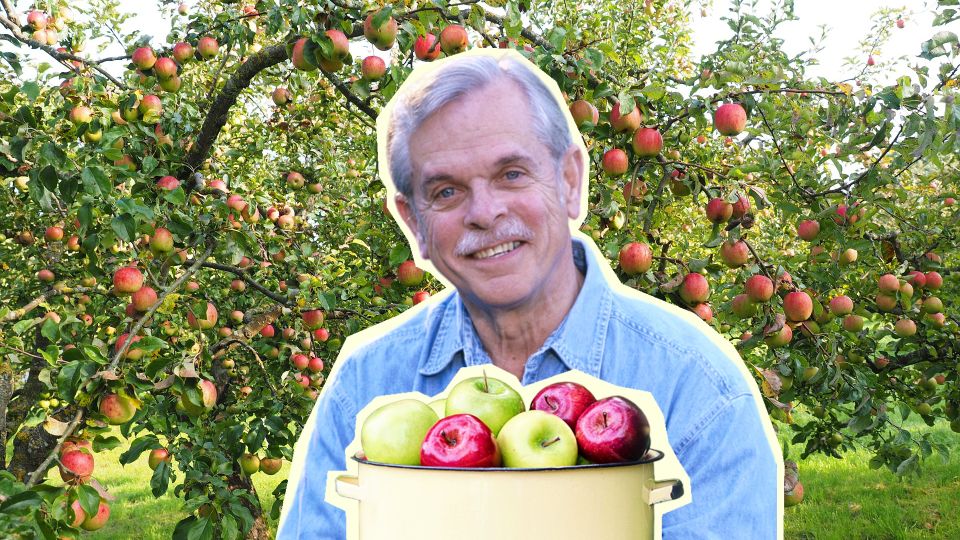 Летние яблоки не будут портиться неделями: храните плоды только так