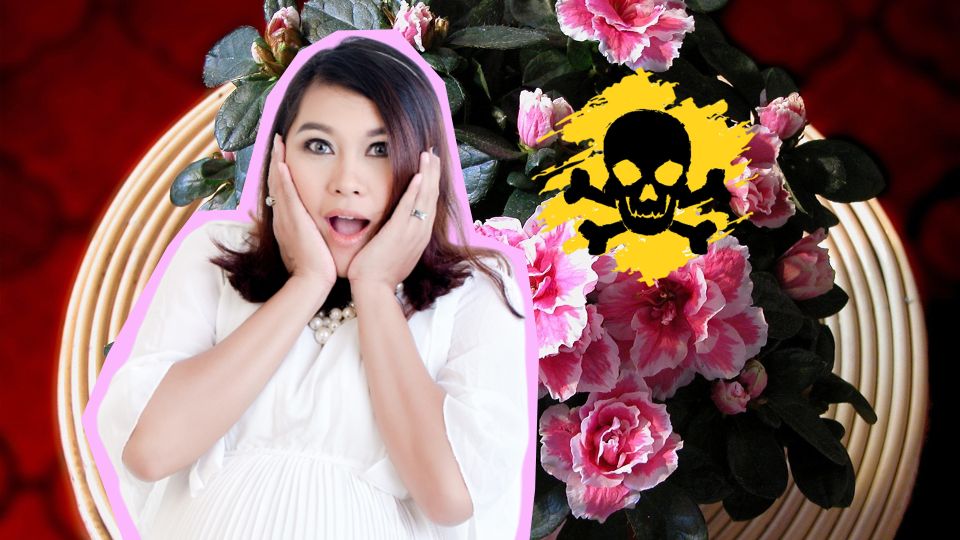 Этот домашний цветок крайне опасен: срочно уберите его от детей и животных