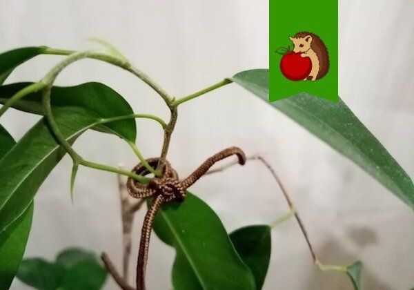 Секреты японской обрезки: как раскрепостить фикус без ножниц