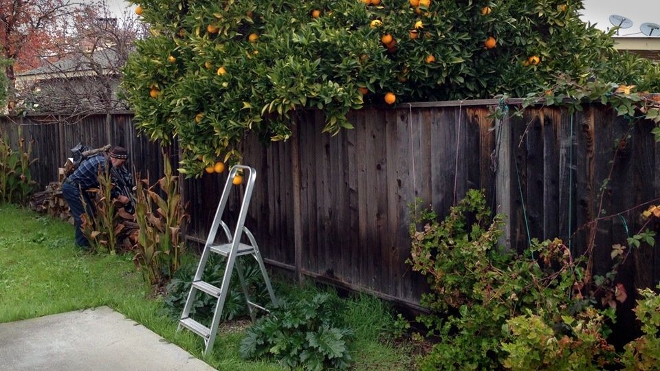 Как защитить свои права, если сосед обрезает ветки ваших деревьев