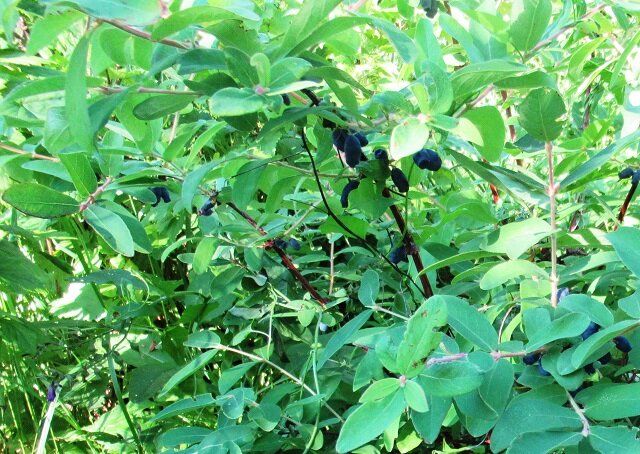 Растим жимолость: секреты идеальной почвы и лучших соседей для вашего сада