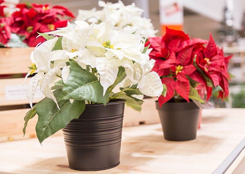 Тайны ухода за пуансеттиями: как сохранить рождественскую звезду в ярком цветении