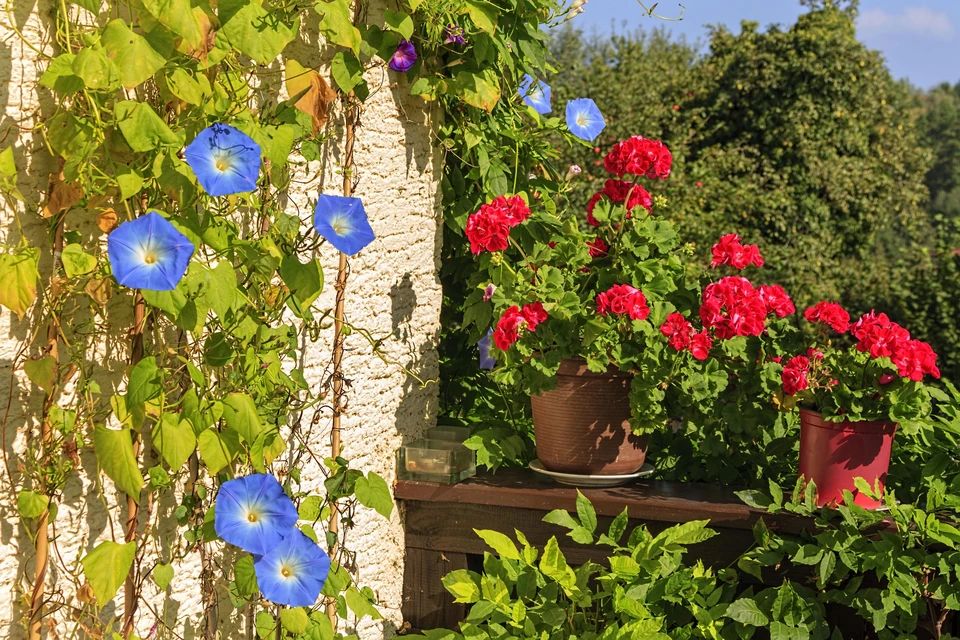 Цветы, которые могут привести к уголовной ответственности: будьте осторожны с ипомей