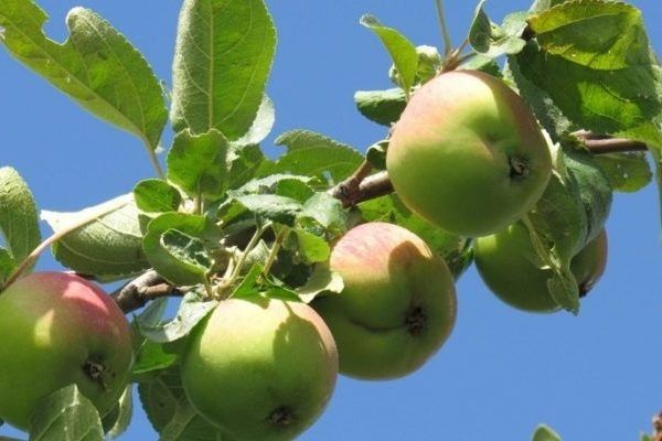 Яблоня Дачная: универсальный сорт для урожайных садов