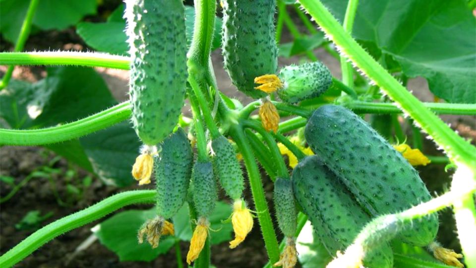 5 сортов огурцов, которые сделают ваш дачный сезон успешным даже в 2025 году