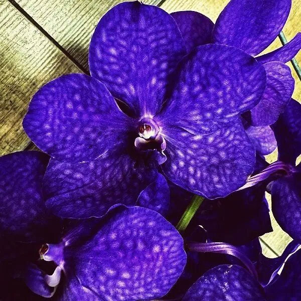 Тайны орхидеи Ванды: как создать тропический оазис на подоконнике