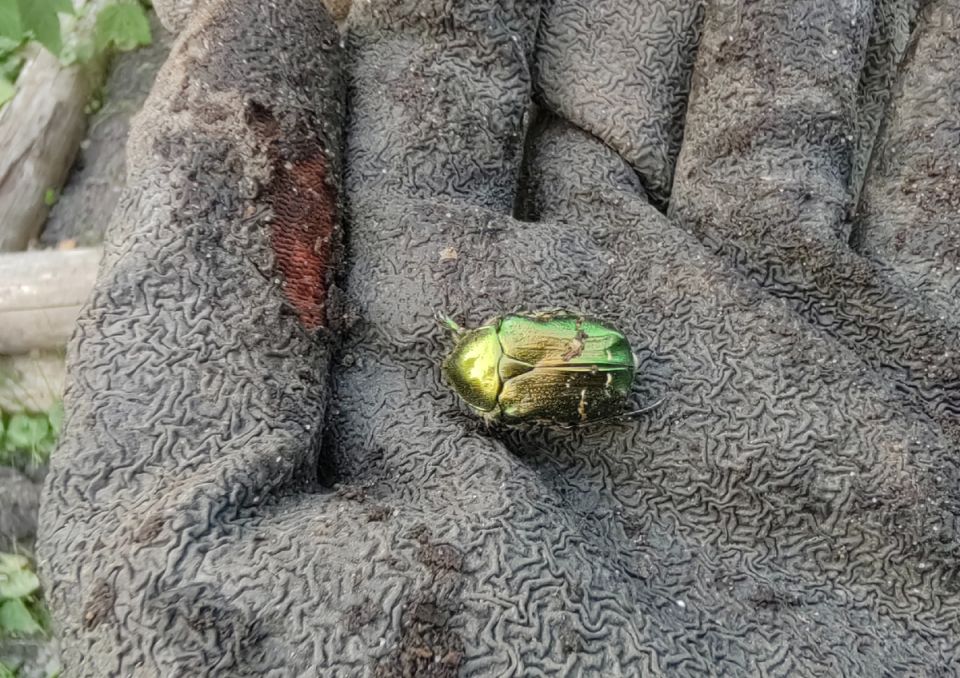 Как справиться с кротами и спасти ваши розы: советы для садоводов