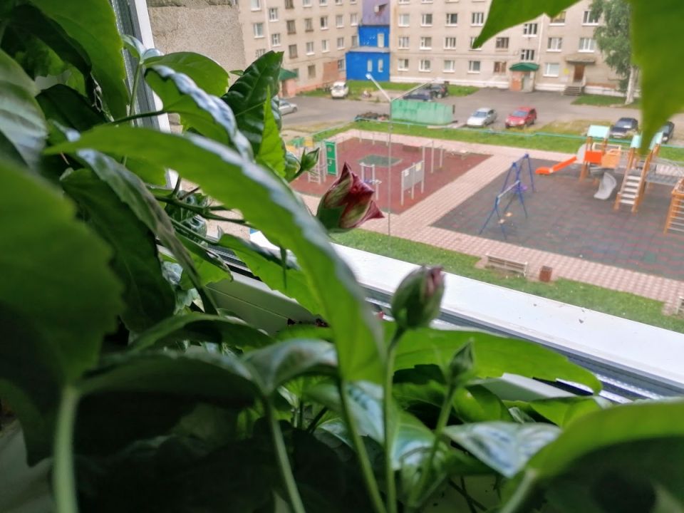 Цветущий рай: магия домашних растений и их уход