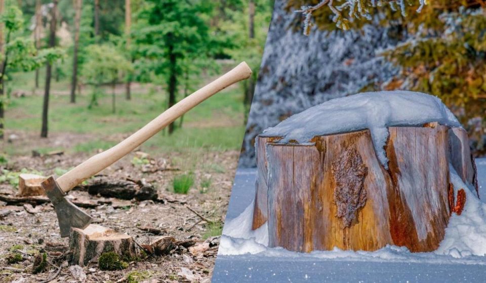 Почему гниющий пень в вашем саду – это не проблема, а польза?