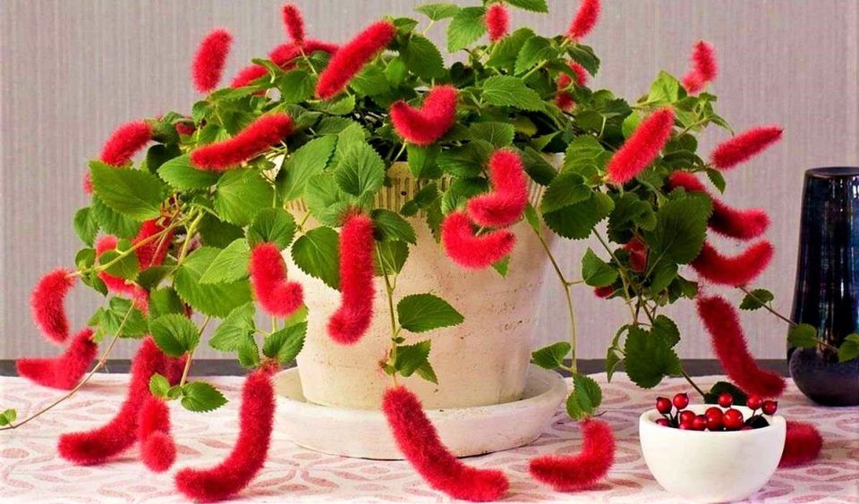 Акалифа: яркий акцент для вашего интерьера