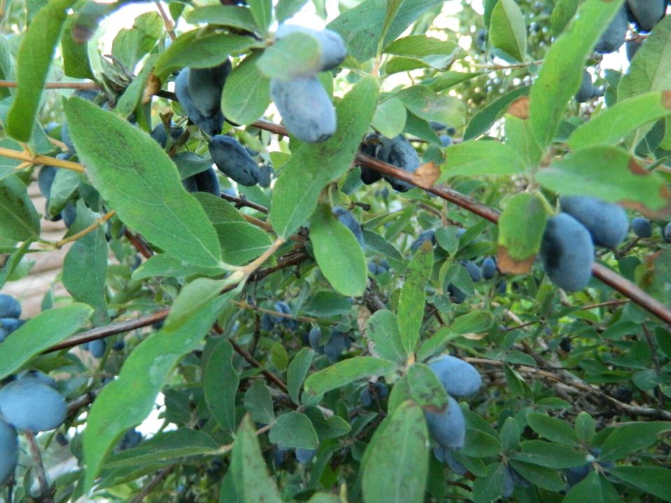 Жимолость: Основные причины отсутствия урожая и секреты успеха