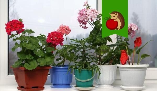 Как выбрать идеальное место для комнатных цветов в вашем доме: советы по ориентации