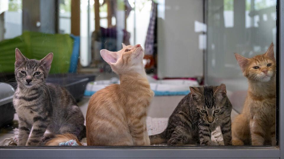 Новые правила размножения домашних животных: Госдума запускает инициативу по контролю