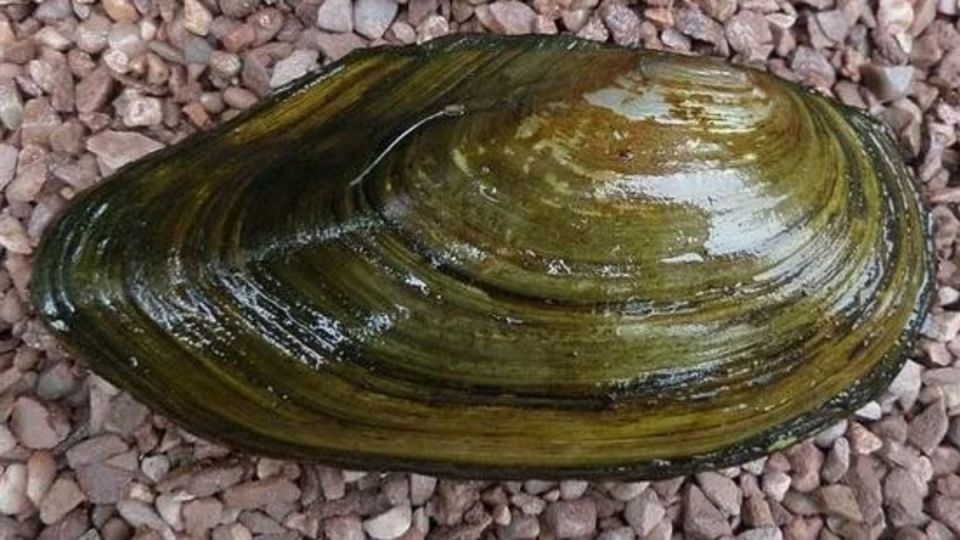 Устриц подменяют речными моллюсками: риски и последствия неожиданных экспериментов