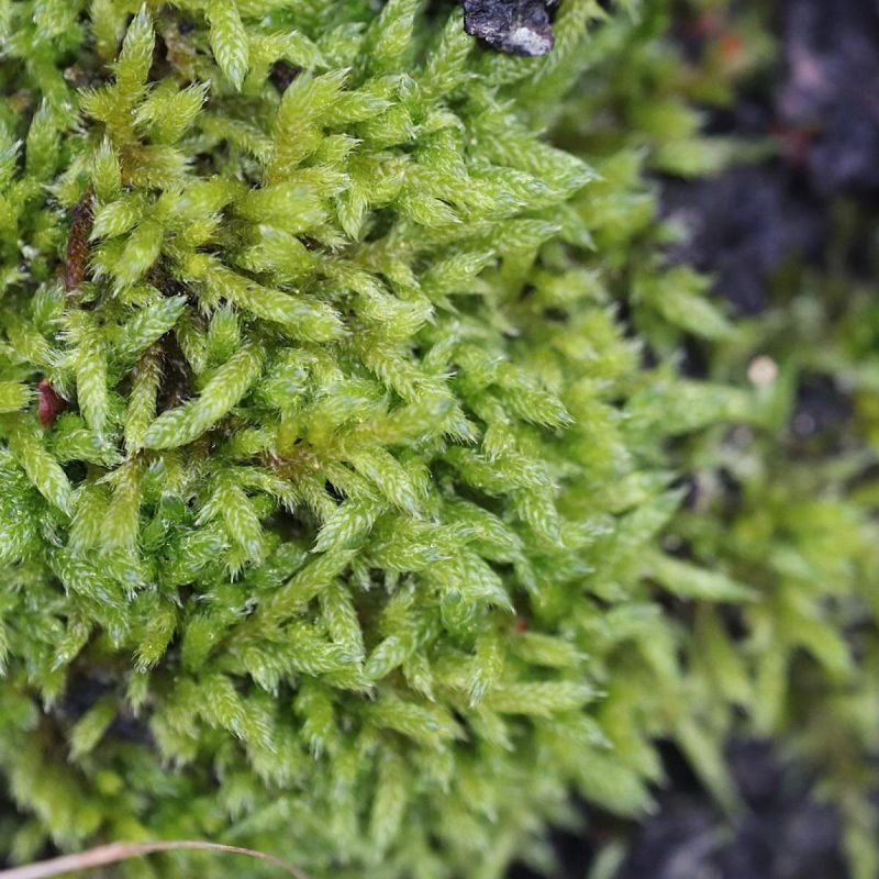 Мох на вашем участке: что нужно знать и как с ним справиться