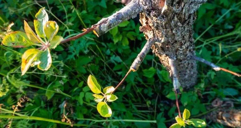 Как прививка деревьев может преобразить ваш сад