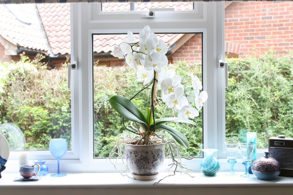 Сразу пышно зацветут: замените удобрения для комнатных растений этим средством