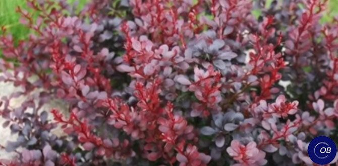 Барбарисы: яркие акценты для вашего сада в 2025 году