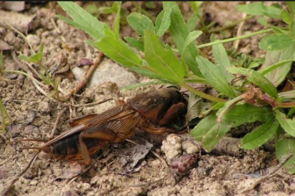 Как справиться с медведкой: чудовищным вредителем на дачах