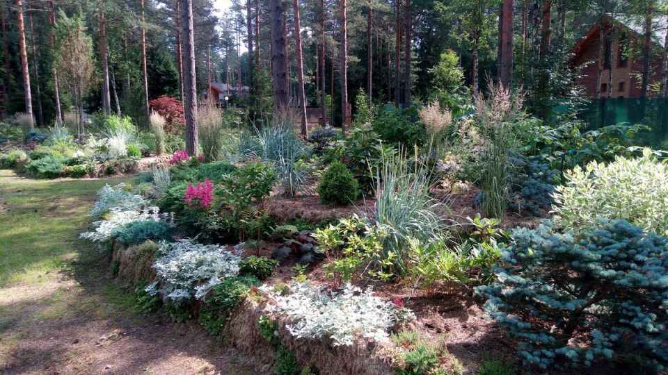 Красные астильбы: как выбрать идеальный сорт для вашего сада