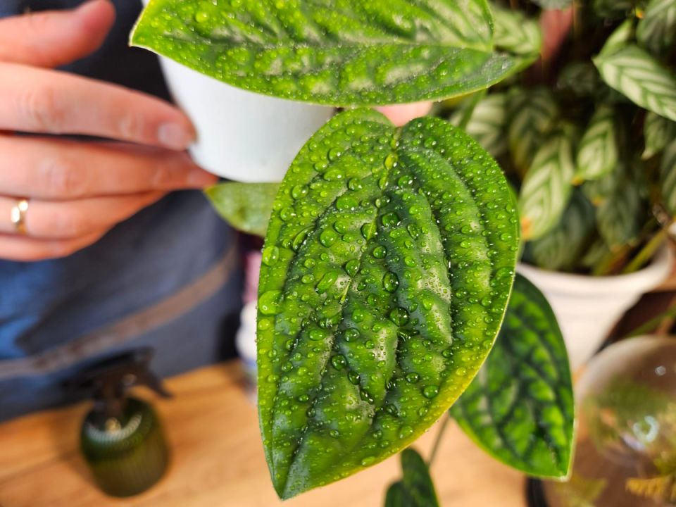 Монстера преподносит сюрпризы: как справиться с лысым стволом