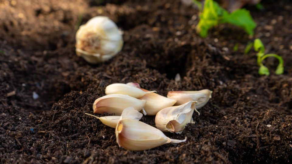 Этот сорт озимого чеснока выбирают дачники со стажем: дает больше всего урожая