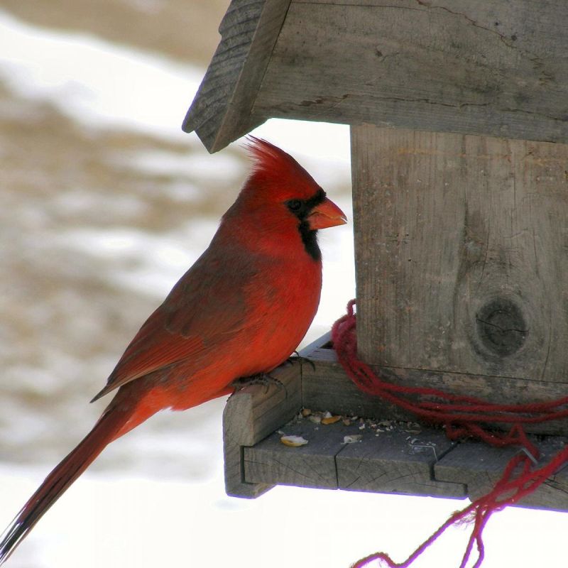 Поддержка пернатых друзей в зимние холода