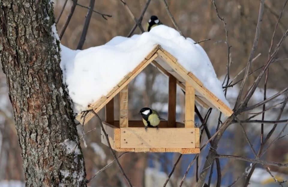 Как не навредить пернатым: главные ошибки при кормлении диких птиц