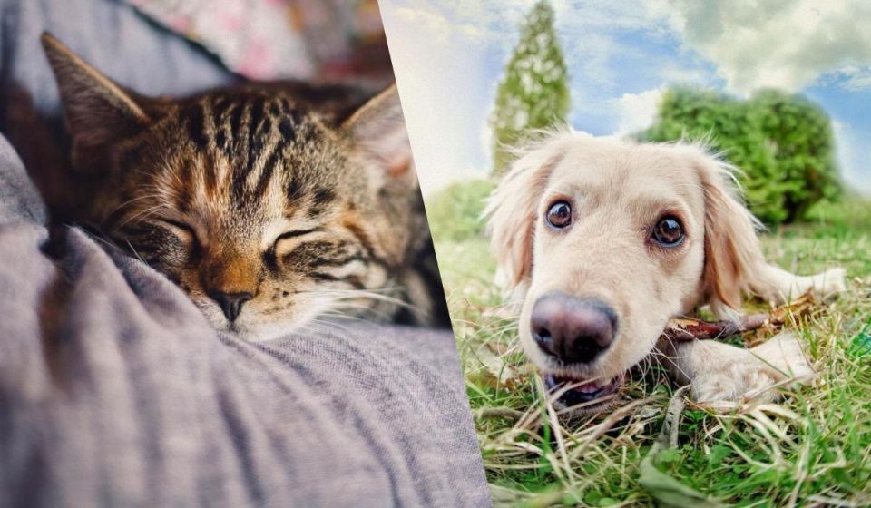 Как собаки и коты вспоминают о своем прошлом: удивительные открытия ученых