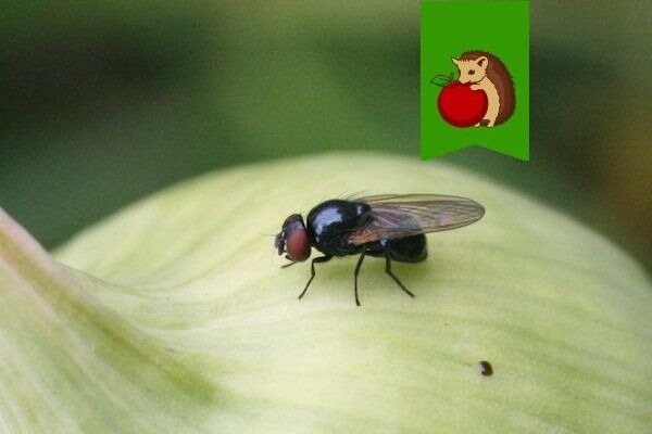 Как эффективно бороться с луковой мухой: проверенные методы