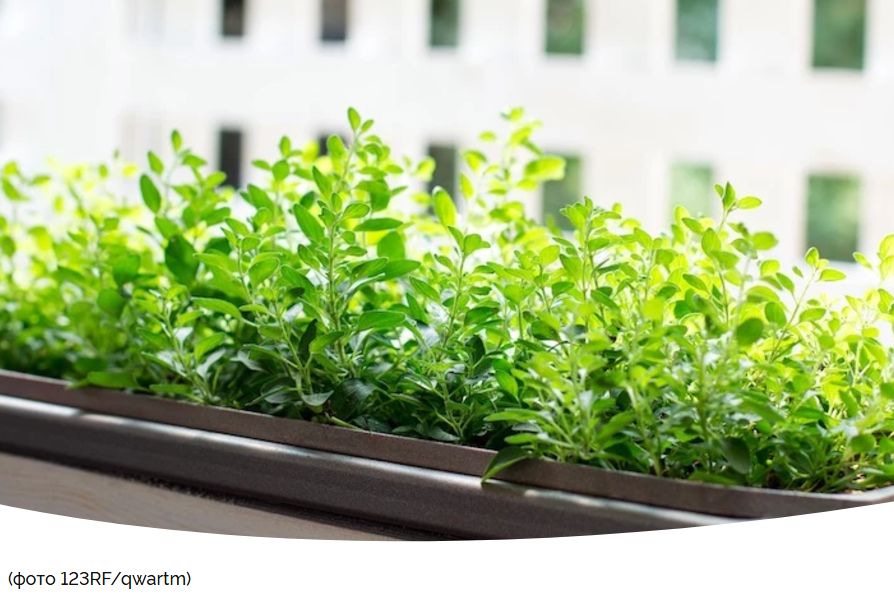 Зеленый уголок зимой: как вырастить свежую зелень на подоконнике