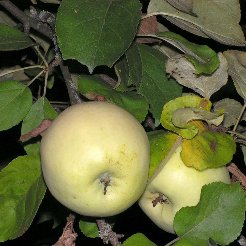 Как вырастить колоновидные деревья в домашних условиях