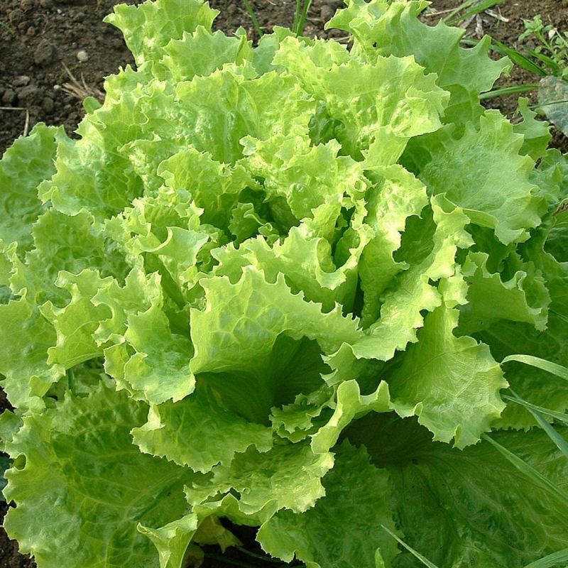 Как предотвратить стрелкование листового салата в жаркие дни