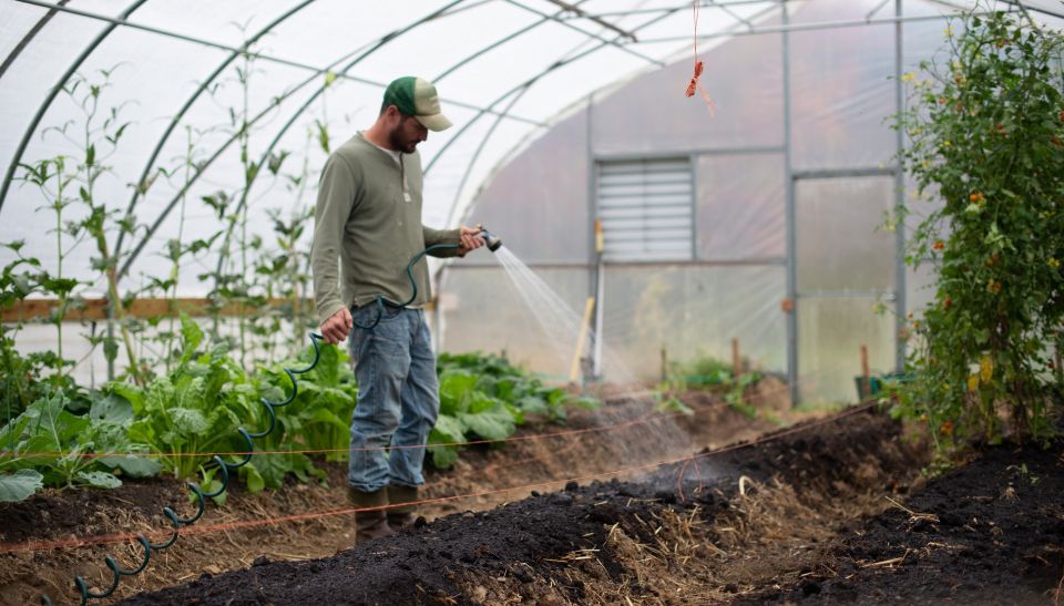Стоит ли обеззараживать почву в теплице марганцовкой: агроном дал четкий ответ