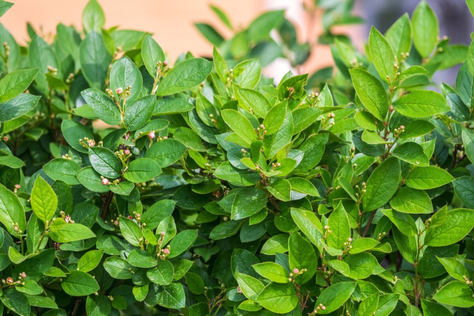 Кизильник блестящий: идеальный кустарник для создания живой изгороди