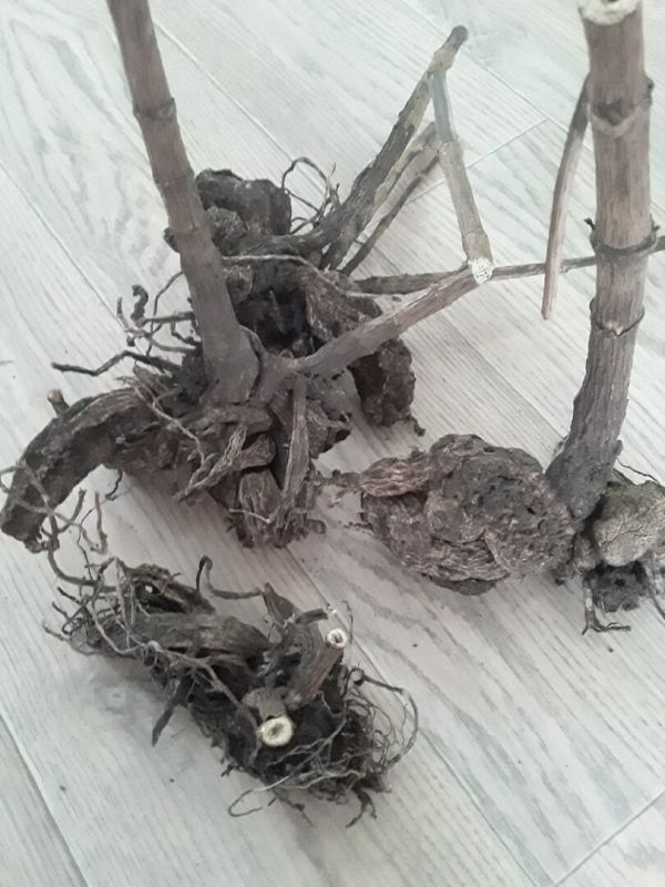 Преображение георгинов: от клубней до цветущих красоток