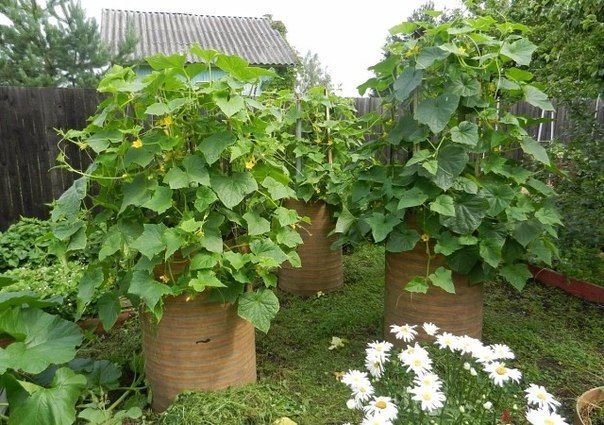 Выращивание огурцов в бочках: необычный подход для вашего огорода