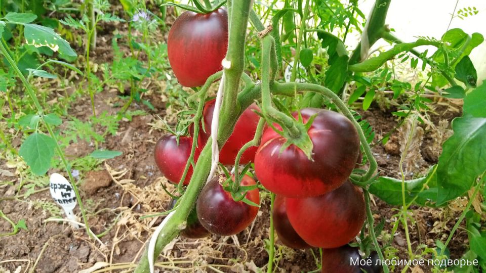 Томаты-сержанты: разнообразие и красота, которые пленяют