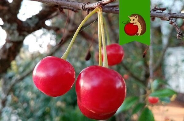 Погружаемся в мир вишни: тест для садоводов, который удивит каждого