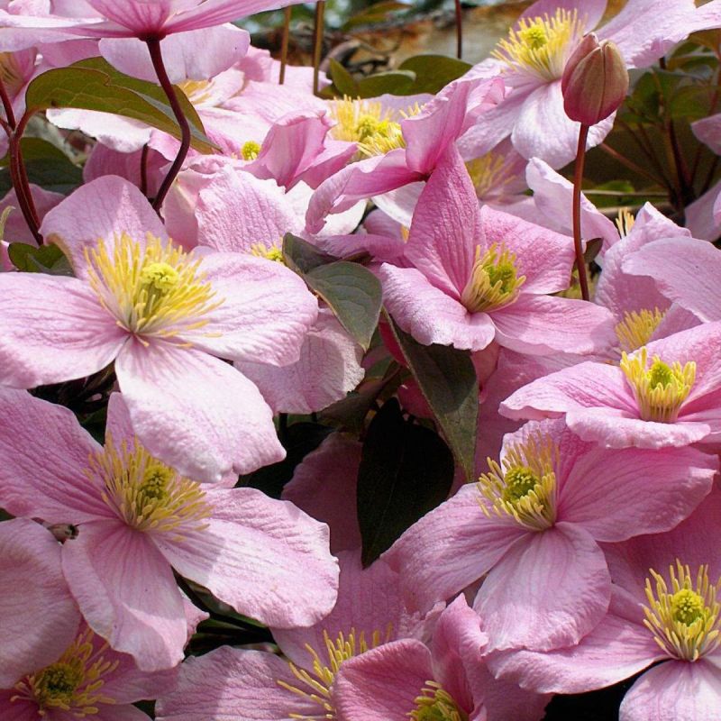 Клематисы: секреты обильного цветения для вашего сада